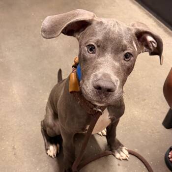 Tank -  Terrier Dog for Adoption in Tampa, Florida - Tank | PetCurious