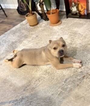 Rescue Mixed Breed Dogs for Adoption in West Chester, Pennsylvania - Bruster | PetCurious