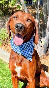 Cope -  Redbone Coonhound Dog for Adoption in Gardnerville, Nevada - Cope | PetCurious