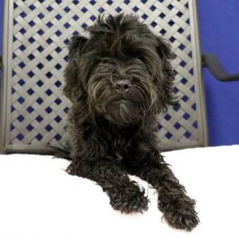 Shih Tzu Dogs Available for Adoption in Midland, Texas - Eleanor | PetCurious