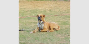 Rescue Boxer Dogs for Adoption in Hewitt, Texas - Apollo VI | PetCurious