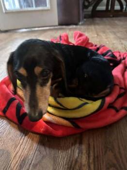 Rescue Dachshund Dogs for Adoption in Staunton, Virginia - Herbie | PetCurious