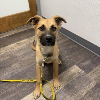 Santorini -  Australian Cattle Dog Blue Heeler and Labrador Retriever Dog for Adoption in San Diego, California - Santorini | PetCurious
