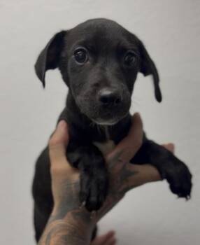 Worm -  Dachshund Dog for Adoption in Ventura, California - Worm | PetCurious