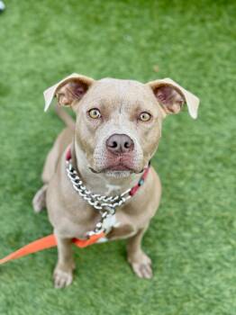 Rescue Pit Bull Terrier Dogs for Adoption in San Francisco, California - Meadow | PetCurious