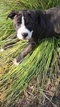 Pit Bull Terrier Dogs Available for Adoption - Porter | PetCurious