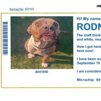 Rodney -  Pit Bull Terrier Dog for Adoption in Anahuac, Texas - Rodney | PetCurious
