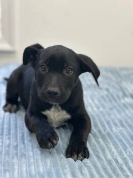 Labrador Retriever Dogs Available for Adoption - Winner | PetCurious