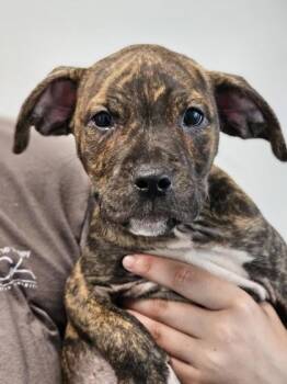 SueEllen fka Pup 2 -  Mixed Breed Dog for Adoption in West Chester, Pennsylvania - SueEllen Fka Pup 2 | PetCurious