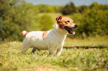 Jack Russell Terrier Dogs Available for Adoption in Gradyville, Kentucky - Mochi-Transport | PetCurious