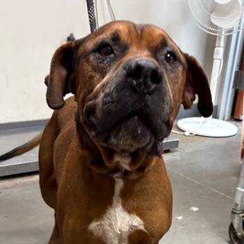 Rescue Bullmastiff and Boxer Dogs for Adoption in Yuma, Arizona - Homer | PetCurious