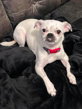 Dova -  Pug and Chihuahua Dog for Adoption in Overland Park, Kansas - Dova | PetCurious