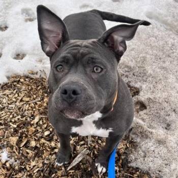 Mixed Breed Dogs Available for Adoption - Dahlia | PetCurious