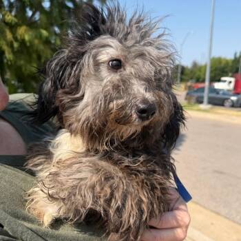 Auggie C-34103 -  Shih Tzu Dog for Adoption in Oklahoma City, Oklahoma - Auggie C-34103 | PetCurious