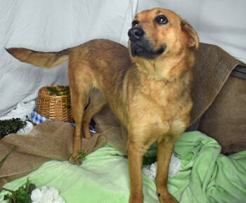 Rescue Shepherd Dogs for Adoption in Monroe, Louisiana - Tallulah | PetCurious