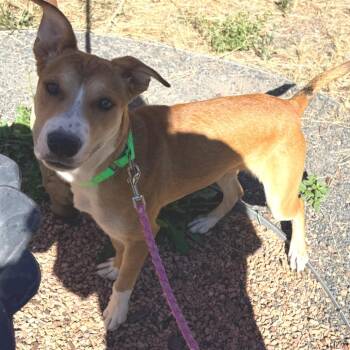 Tulip -  Hound and Mixed Breed Dog for Adoption in Cheyenne, Wyoming - Tulip | PetCurious