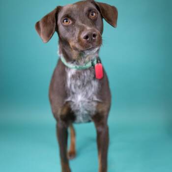 Mixed Breed Dogs Available for Adoption in Portland, Oregon - Brownie | PetCurious