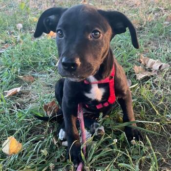 Rescue Mixed Breed Dogs for Adoption in Independence, Kansas - Sweetie | PetCurious