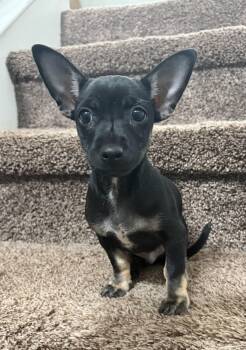 Romeo -  Dachshund and Chihuahua Dog for Adoption in Penryn, California - Romeo | PetCurious