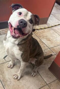 Marciano -  Mixed Breed Dog for Adoption in Cincinnati, Ohio - Marciano | PetCurious