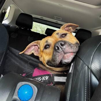 Rescue Staffordshire Bull Terrier Dogs for Adoption in Lake Worth Beach, Florida - Keilah | PetCurious