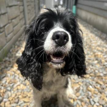 Shirley -  Cocker Spaniel Dog for Adoption in St. Louis, Missouri - Shirley | PetCurious