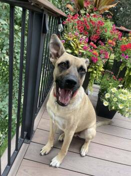 Rescue Shepherd Dogs for Adoption in Littleton, Colorado - Sunchip | PetCurious