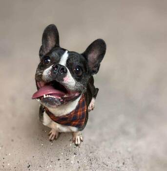 Boston Terrier Dogs Available for Adoption - Zippy | PetCurious