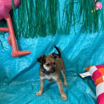 Jesus -  Chihuahua Dog for Adoption in Fresno, California - Jesus | PetCurious