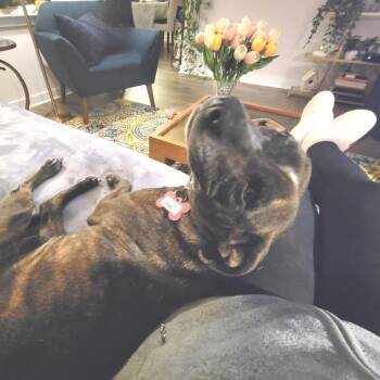 Terrier Dogs Available for Adoption - Kiki | PetCurious