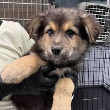 Shepherd and Great Pyrenees Dogs Available for Adoption in Maynardville, Tennessee - Victor | PetCurious