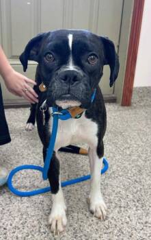 Nala -  Boxer Dog for Adoption in Georgetown, Ohio - Nala | PetCurious