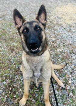 Belgian Shepherd Malinois Dogs Available for Adoption - Charlotte | PetCurious