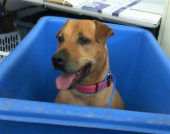 Rescue Mixed Breed Dogs for Adoption in Dallas, Texas - DURHAM | PetCurious