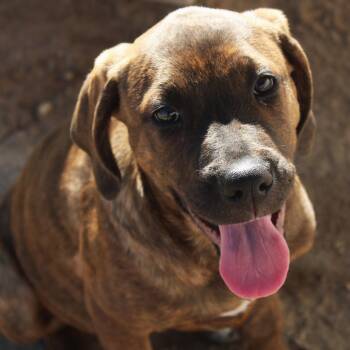 Carrie -  Cane Corso and Mastiff Dog for Adoption in Yucca Valley, California - Carrie | PetCurious