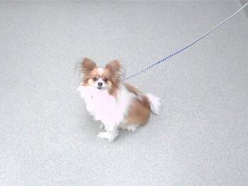 SKYE -  Papillon Dog for Adoption in Omaha, Nebraska - SKYE | PetCurious