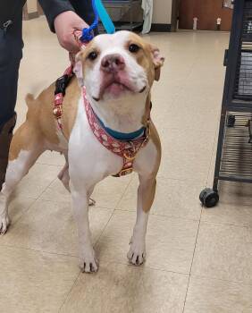 Terrier Dogs Available for Adoption in Muncie, Indiana - Evie | PetCurious