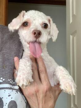 Poodle Dogs Available for Adoption in Richmond, Virginia - Peppy  | PetCurious