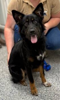 Nickey -  German Shepherd Dog and Mixed Breed Dog for Adoption in Burgaw, North Carolina - Nickey | PetCurious