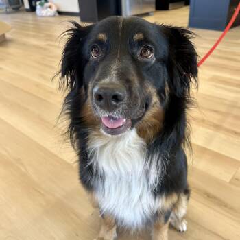 Flash -  Australian Shepherd Dog for Adoption in Shakopee, Minnesota - Flash | PetCurious