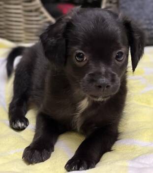 Spaniel and Chihuahua Dogs Available for Adoption in Los Angeles, California - Poppy | PetCurious
