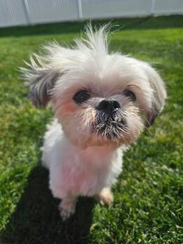Nev -  Shih Tzu Dog for Adoption in Cedar Rapids, Iowa - Nev | PetCurious