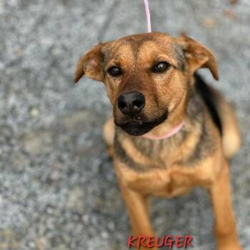 Mixed Breed Dogs Available for Adoption - Krueger | PetCurious