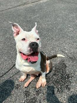 Lulu -  Pit Bull Terrier Dog for Adoption in Austin, Texas - Lulu | PetCurious