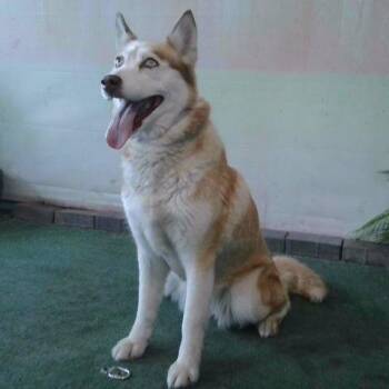Sol -  Siberian Husky and Mixed Breed Dog for Adoption in Long Beach, California - Sol | PetCurious
