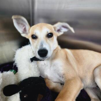 Kelly -  Mixed Breed Dog for Adoption in Denison, Texas - Kelly | PetCurious