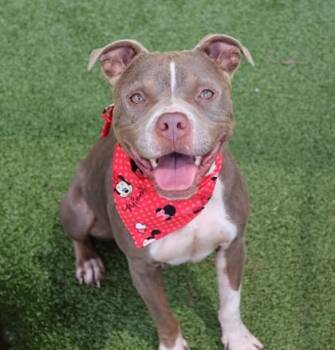 Rescue Mixed Breed Dogs for Adoption in Athens, Georgia - Athena | PetCurious