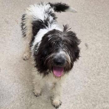 Sadie -  Labrador Retriever and Poodle Dog for Adoption in Lynchburg, Virginia - Sadie | PetCurious