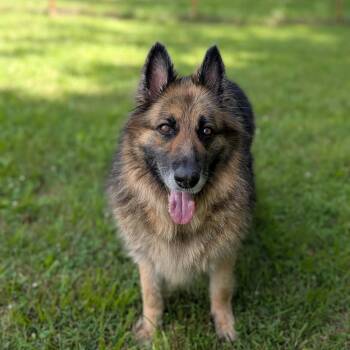 Ember -  German Shepherd Dog Dog for Adoption in Spring Hill, Tennessee - Ember | PetCurious