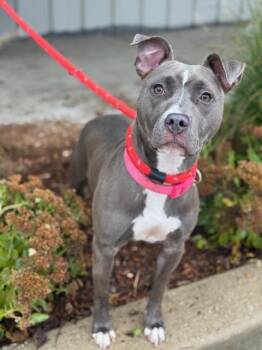 Delphi -  Pit Bull Terrier and Mixed Breed Dog for Adoption in Benton Harbor, Michigan - Delphi | PetCurious